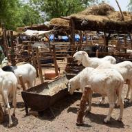 Livestock in the Sahel.