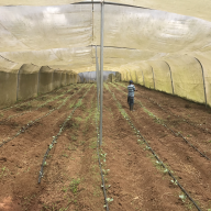 Greenhouse and drip irrigation system installed with support from WFP (Marcala municipality, La Paz Department). Photo: Valencia