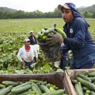 Migrant workers load cucumbers into a truck in Virginia, USA