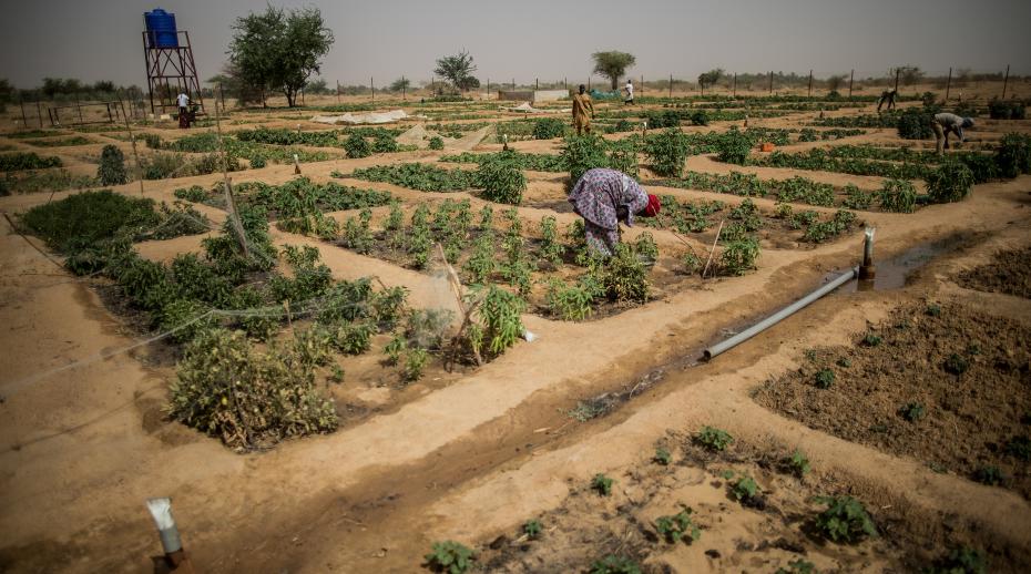 An agricultural project in Mali.