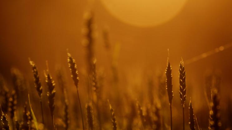 Image of a wheat field